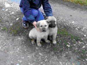 CuccioliCane