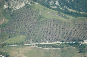 Una "tagliata" fotografata in comune di Apecchio (PU)