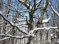 dscn4121