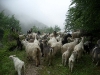 25_le_capre_di_domenico.jpg