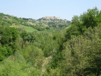 urbino