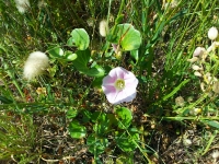 calystegia-soldanella