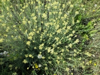 crithmum-maritimum