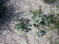 eryngium-maritimum