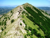 berico_5