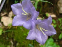 fiore2