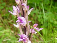 monte-nerone-012